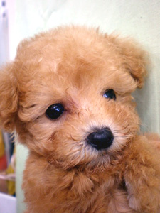 松戸のペットショップ 可愛い子犬を探すなら かわいい仔犬販売 犬のシャンプー ワンちゃんのトリミング ペットホテルも完備の ファミリーペット ミルク が販売した小犬たちです